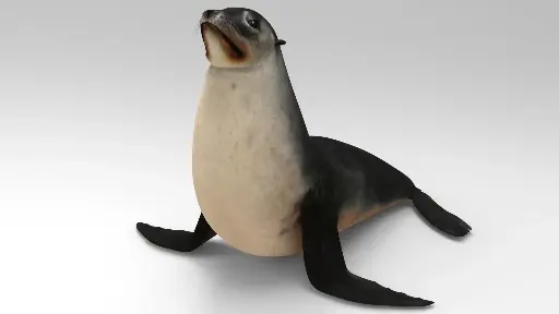 🦭🌊 Lobo Marino de Galápagos 🌴✨